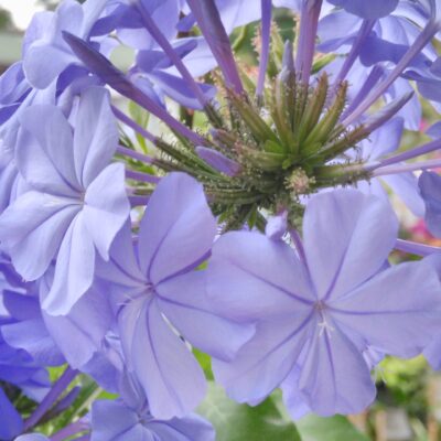 Plumbago capensis Bleu Fonce'