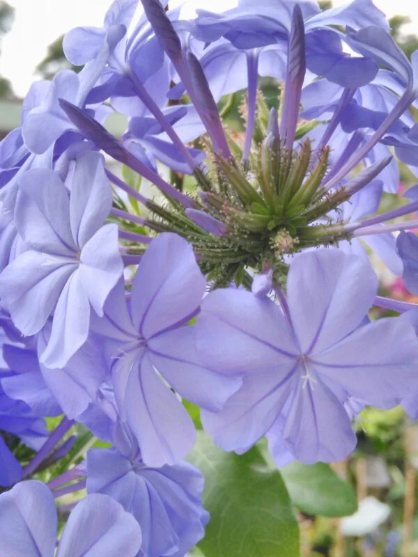 Plumbago capensis Bleu Fonce’, pianta da esterno