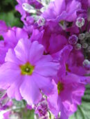 Primula malacoides