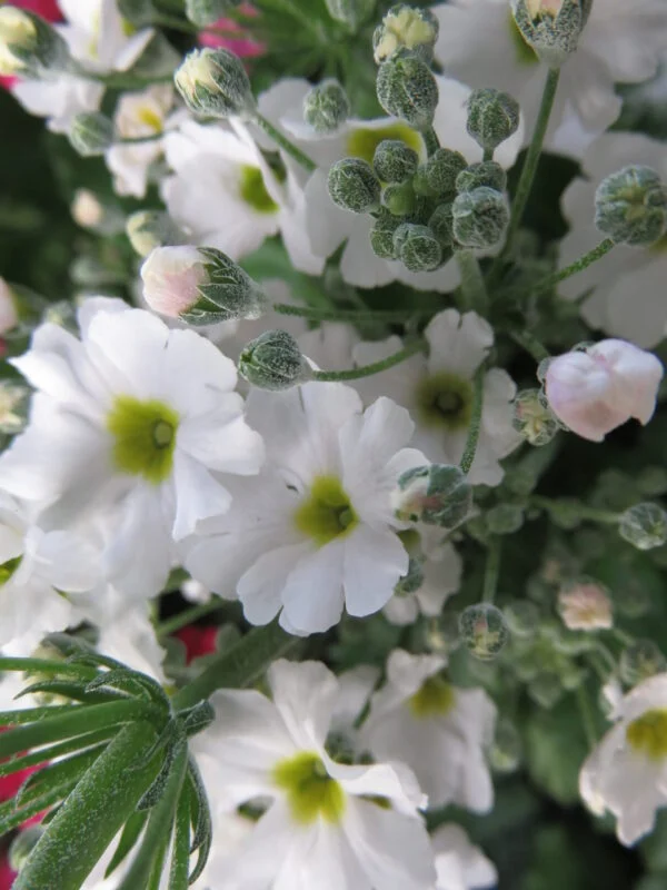 Primula malacoides, foto 2
