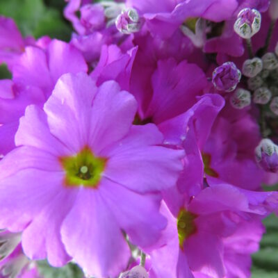 Primula malacoides