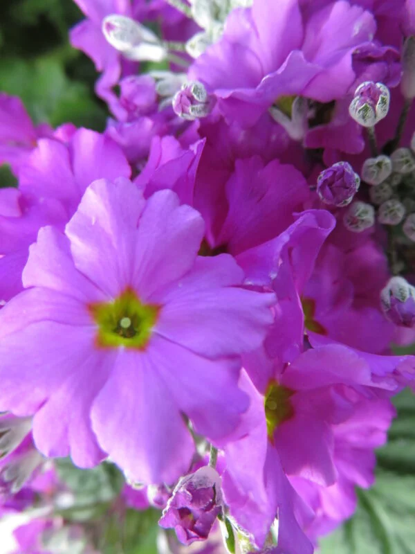 Primula malacoides, pianta da esterno