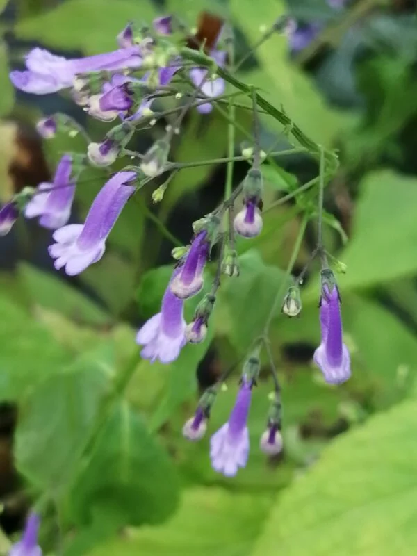 Rabdosia longituba, pianta da esterno