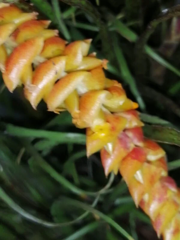 Racinaea crispa, foto 2