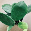 Rhaphiodophora hongkongensis