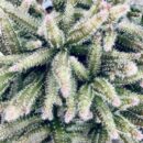 Rhipsalis baccifera subs. horrida