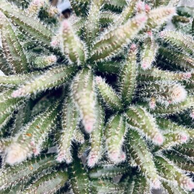 Rhipsalis baccifera subs. horrida