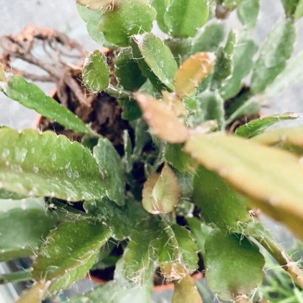 Rhipsalis agudoensis, pianta da interno