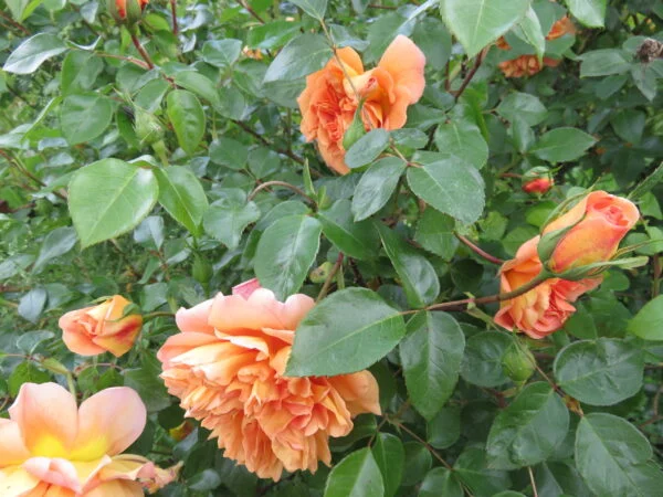 Rose, foto 11