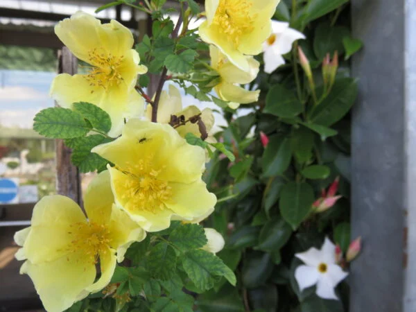 Rose, foto 12