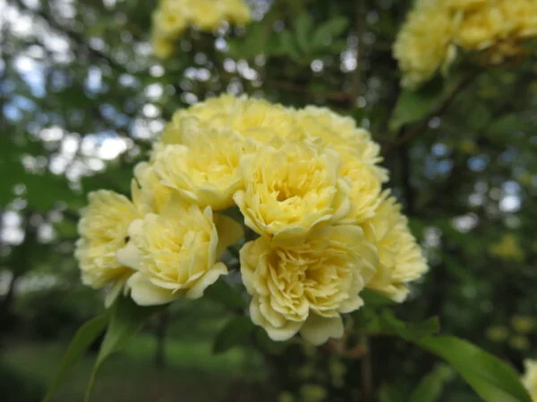 Rose, foto 13