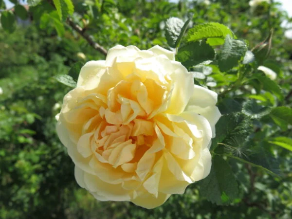Rose, foto 2
