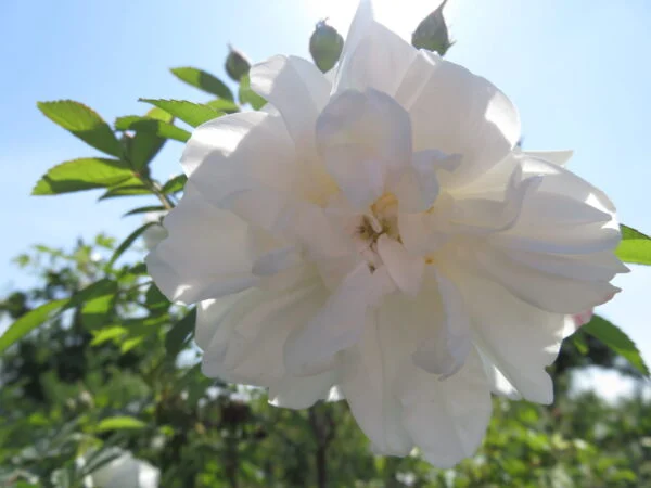 Rose, foto 3