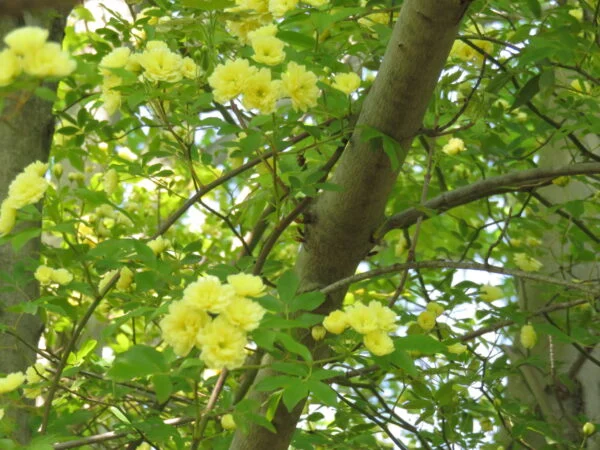 Rose, foto 5