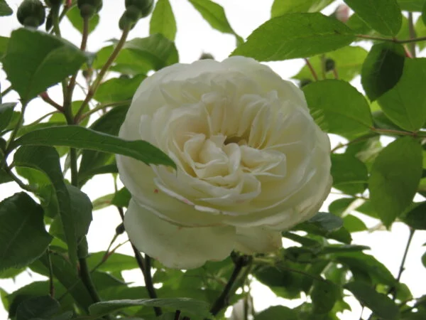 Rose, foto 6
