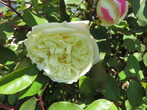 Rose, pianta da esterno