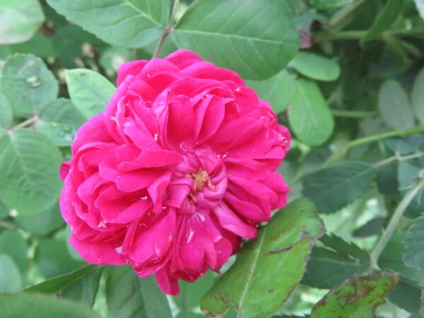 Rose, foto 7