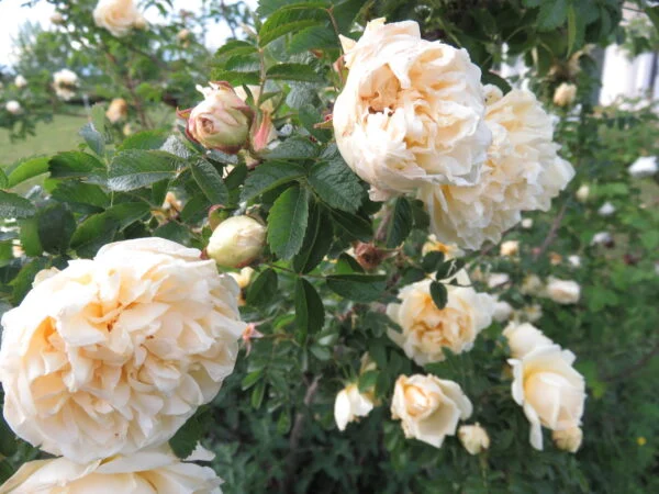 Rose, foto 8