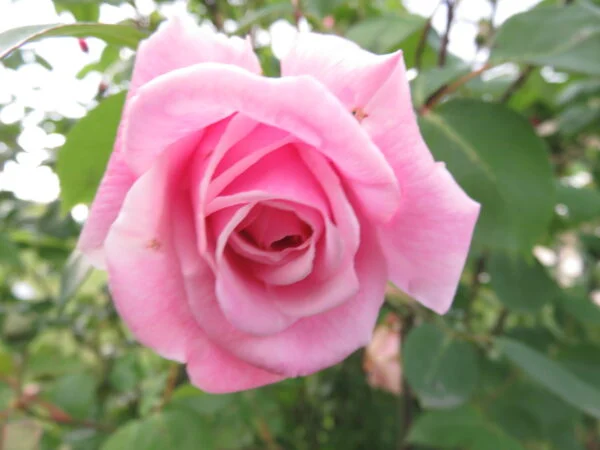 Rose, foto 9