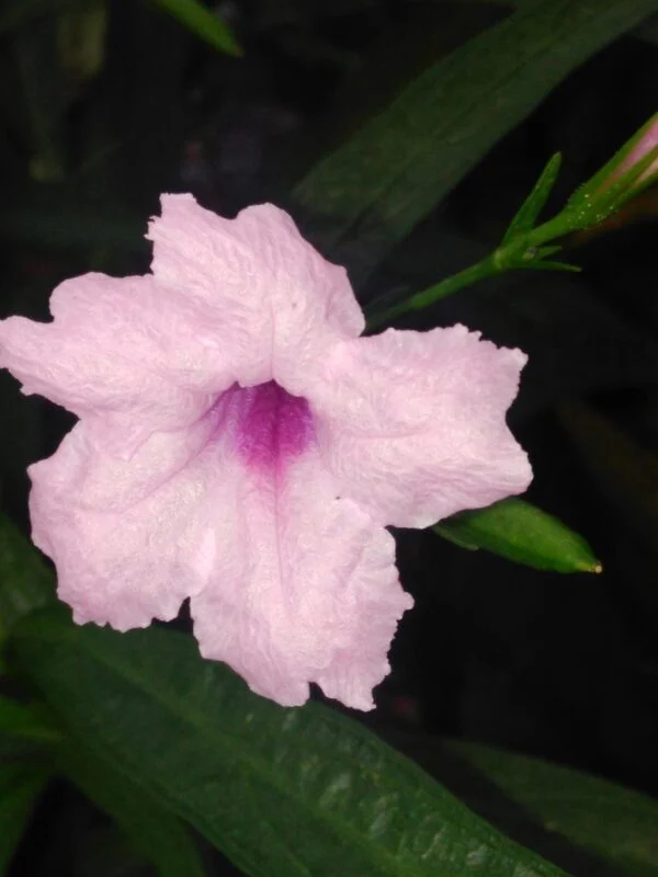 Ruellia brittoniana, foto 2