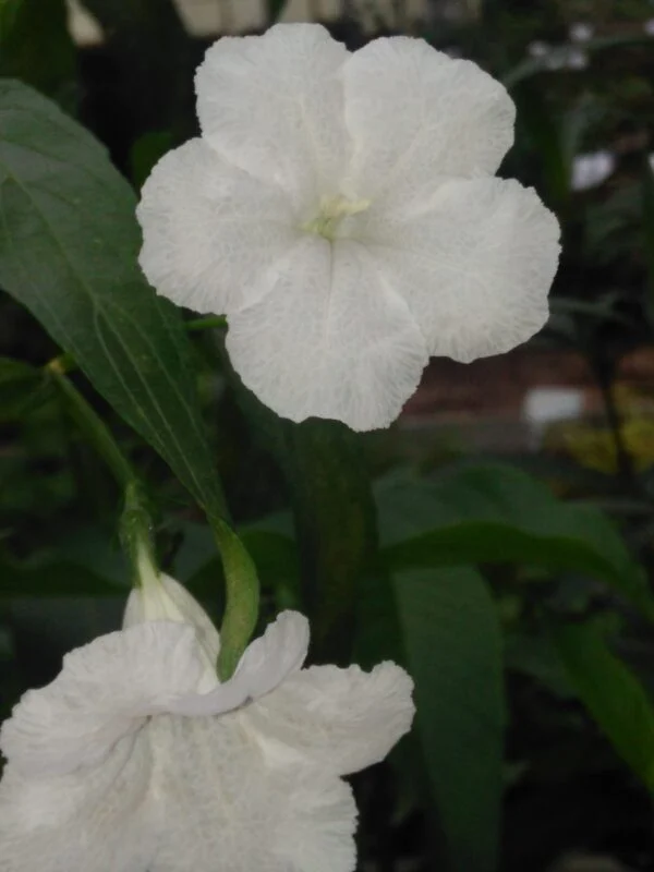 Ruellia brittoniana, foto 3