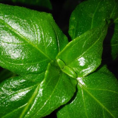 Rungia klossii Erba fungo