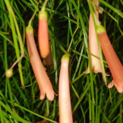 Russelia a fiore rosa