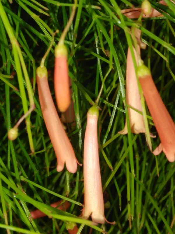 Russelia a fiore rosa, pianta da interno e da esterno