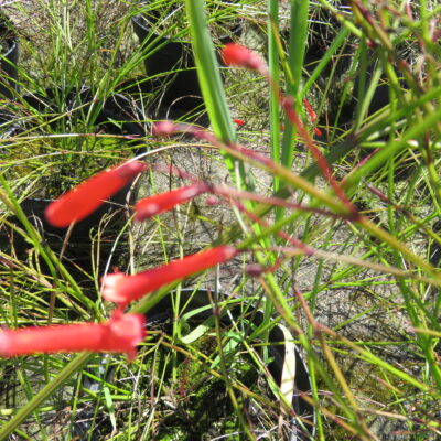 Russelia equisetiformis