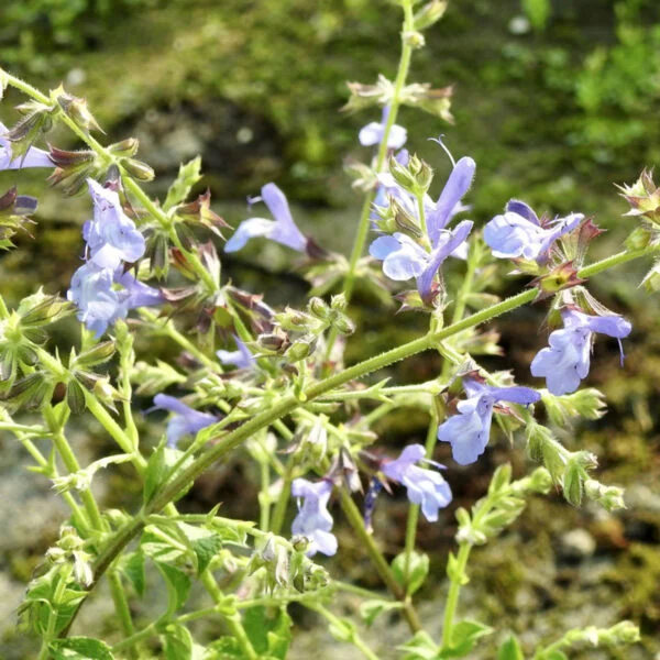 Salvia African Sky, foto 2