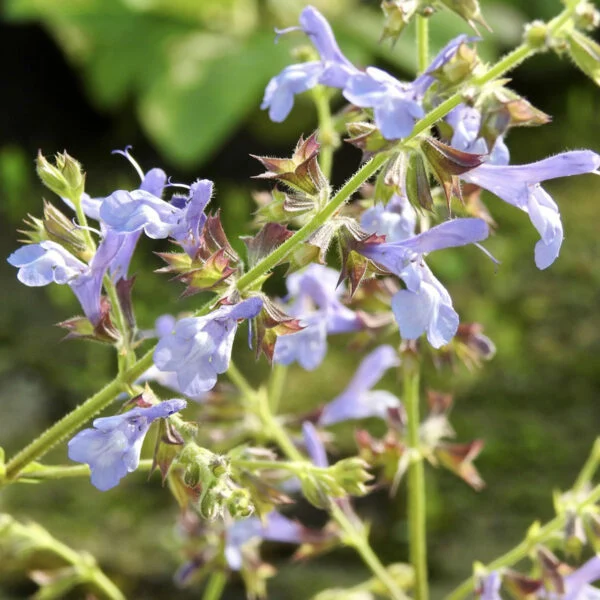 Salvia African Sky, pianta da esterno