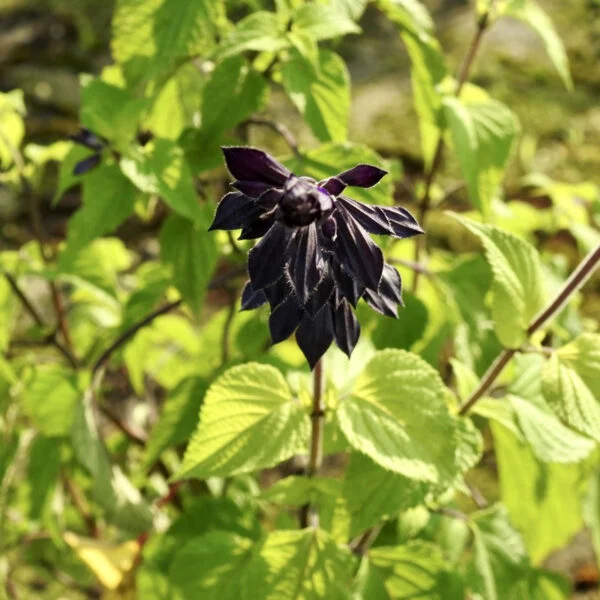 Salvia Amistad, foto 2