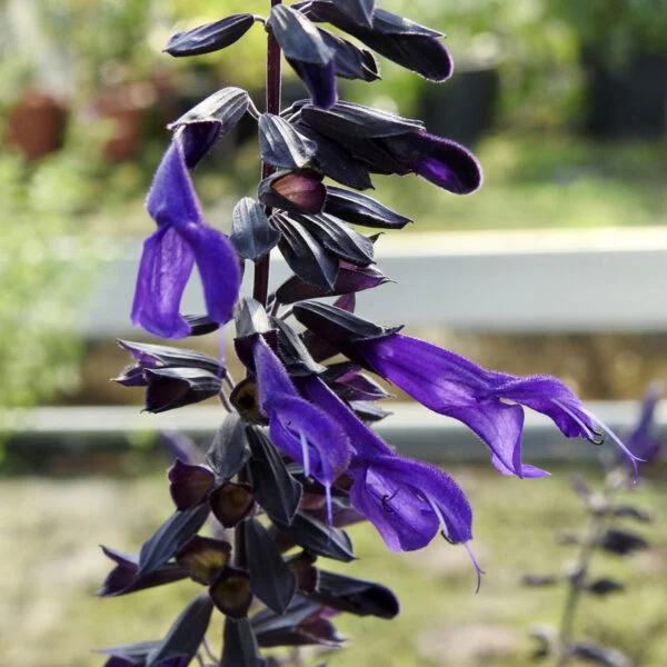 Salvia Amistad, pianta da esterno