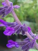 Salvia Anthony Parker