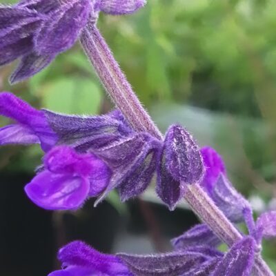 Salvia Anthony Parker