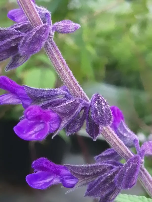 Salvia Anthony Parker, pianta da esterno