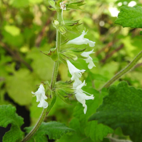 Salvia aurita var. galpinii, foto 2