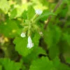 Salvia aurita var. galpinii, pianta da esterno