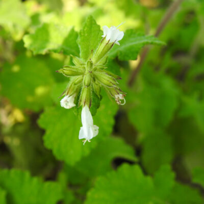 Salvia aurita var. galpinii