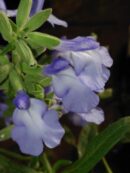 Salvia azurea var.grandiflora
