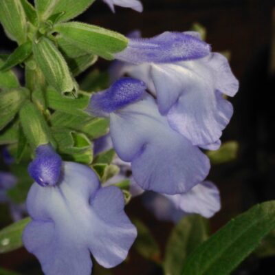 Salvia azurea var.grandiflora