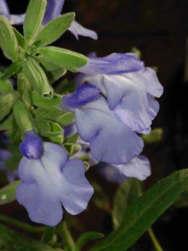 Salvia azurea var.grandiflora, pianta da esterno