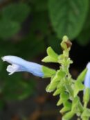Salvia bullulata