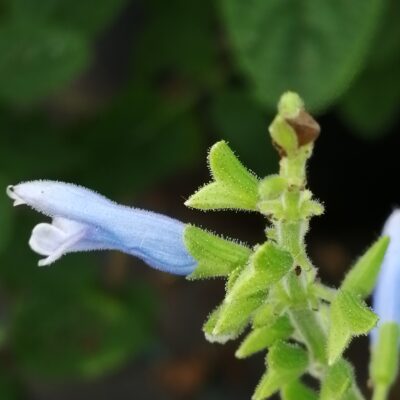 Salvia bullulata