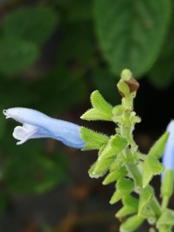 Salvia bullulata, pianta da esterno