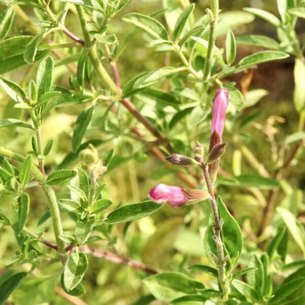 Salvia Dyson's Joy, foto 2