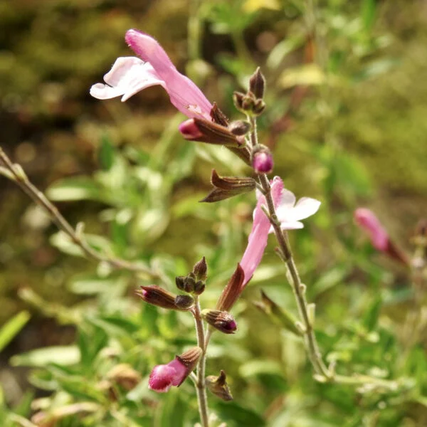 Salvia Dyson’s Joy, pianta da esterno