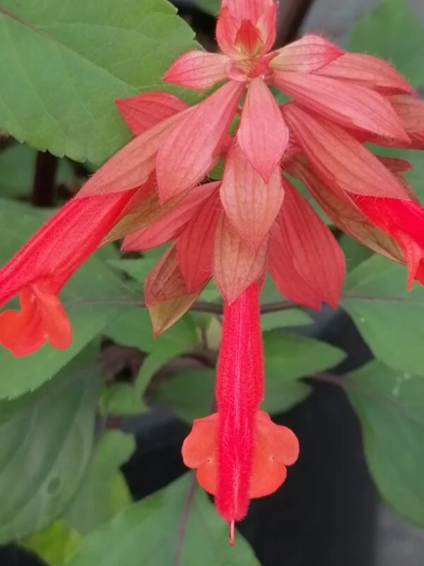 Salvia Ember’s Wish, pianta da esterno
