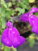 Salvia greggii Purple Queen
