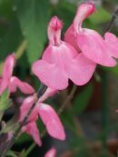 Salvia greggii La Siesta